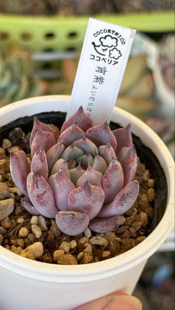 多肉植物　ココベリア命名苗　宵紫　札付き　メルカリ便