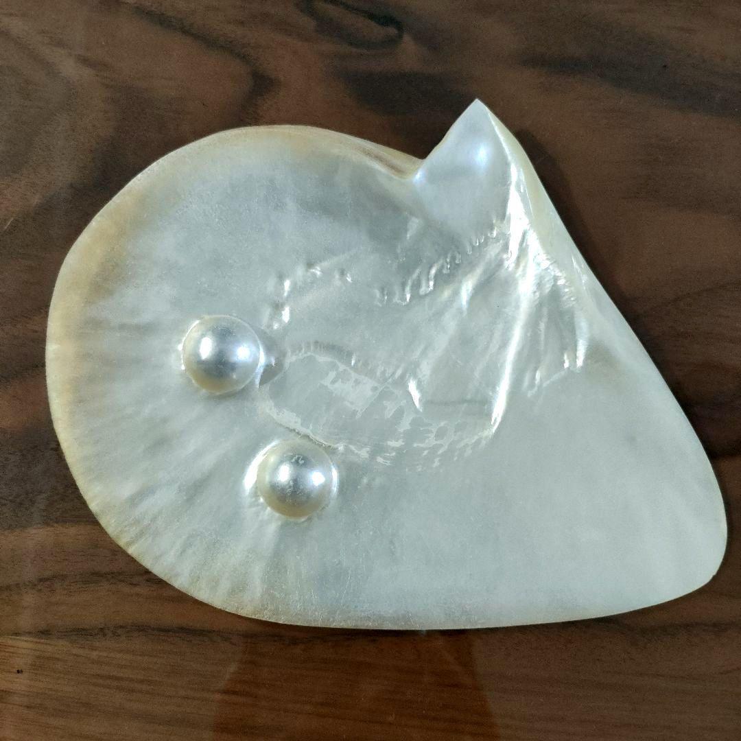 [天然貝殻] 白蝶貝 マベ真珠 皿５枚