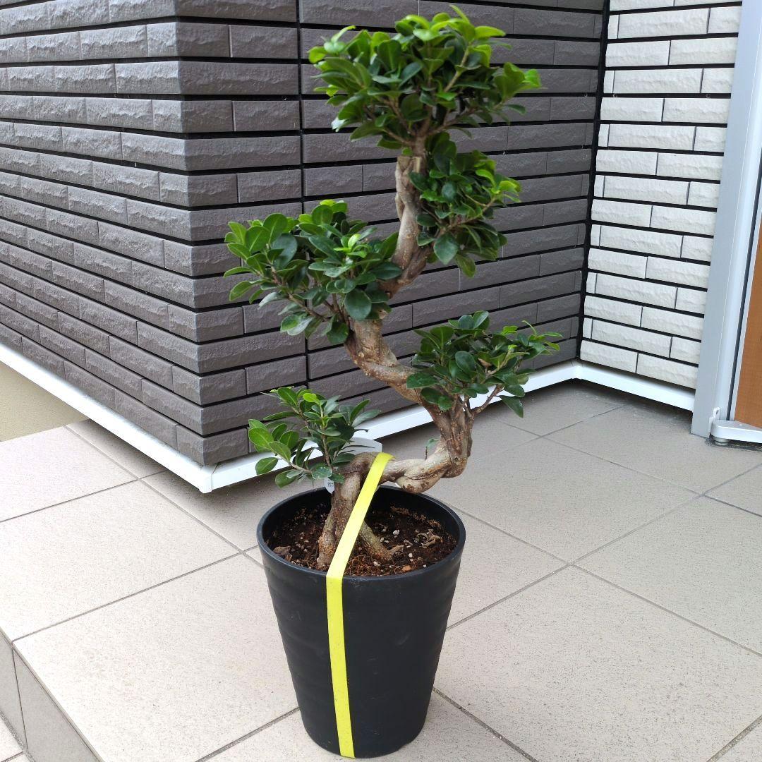 観葉植物　台湾ガジュマル　盆栽仕立て　S字仕立て　接ぎ木　昇り龍　曲がり　７号鉢