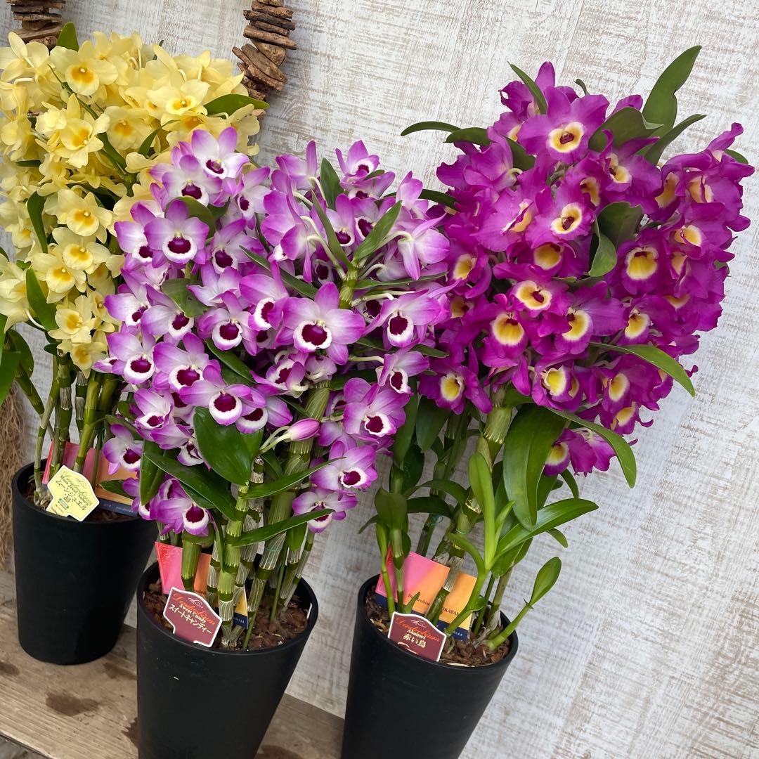 大特価！3鉢価格！デンドロビウム　苗　苗木　昴　赤い鳥　洋ラン　蘭　5号鉢