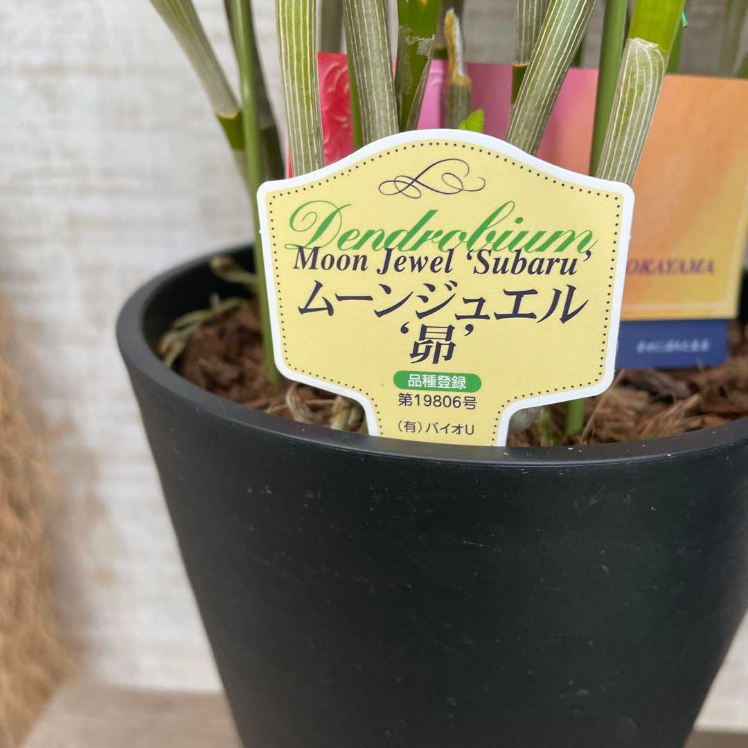 大特価！3鉢価格！デンドロビウム　苗　苗木　昴　赤い鳥　洋ラン　蘭　5号鉢