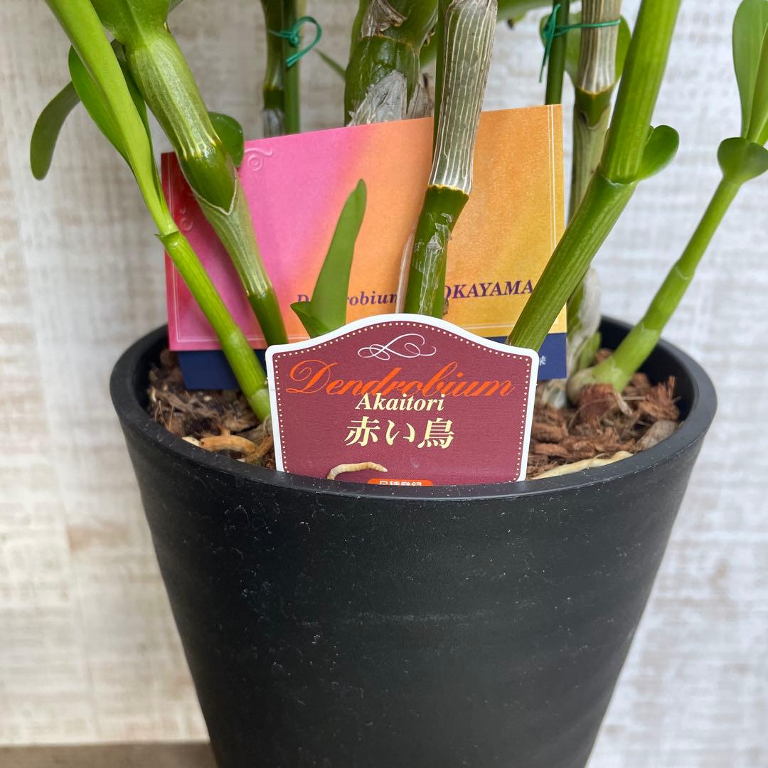 大特価！3鉢価格！デンドロビウム　苗　苗木　昴　赤い鳥　洋ラン　蘭　5号鉢