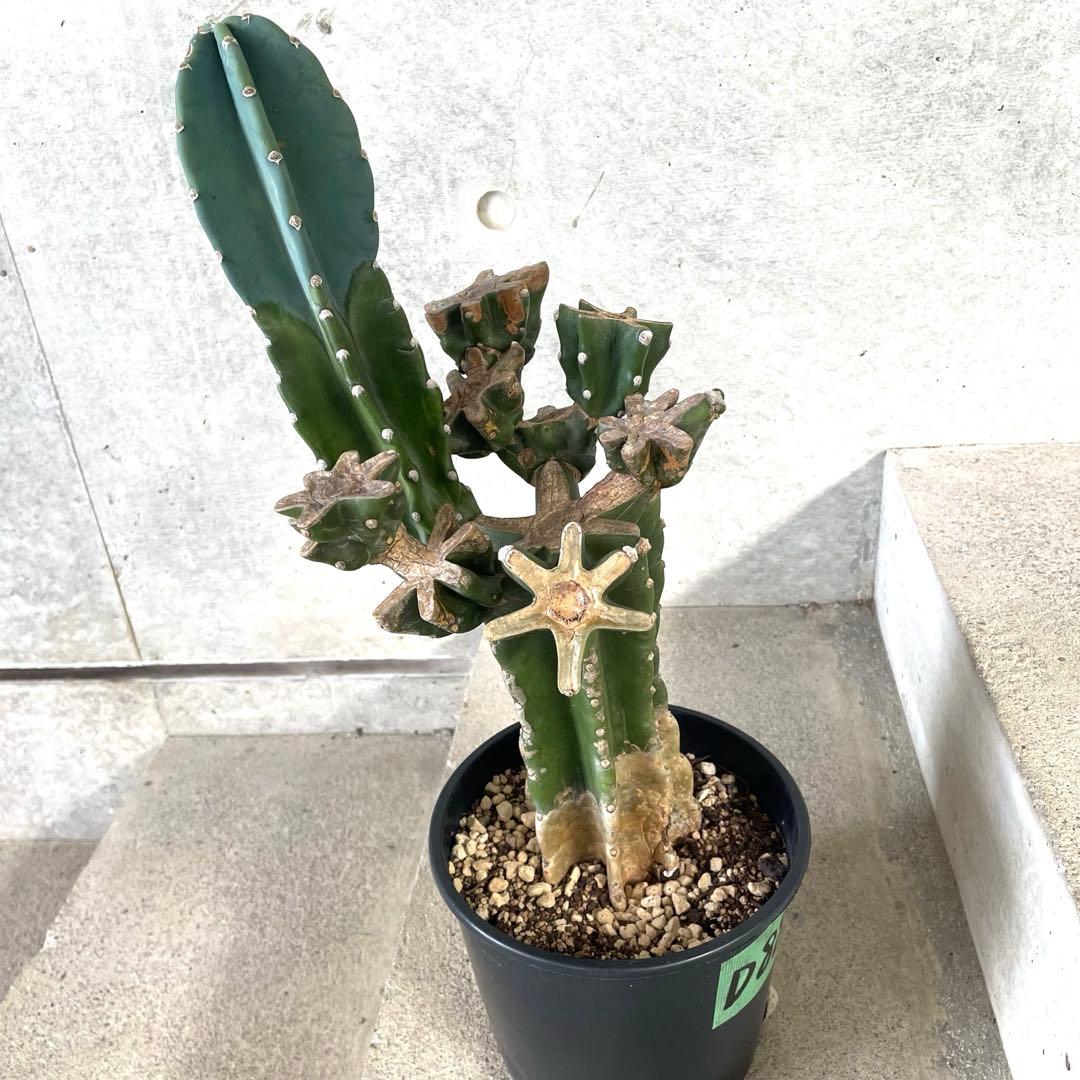 【鉢植え・送料込】柱サボテン ヌーダム (トゲ無し) ブランチ 沖縄育ち