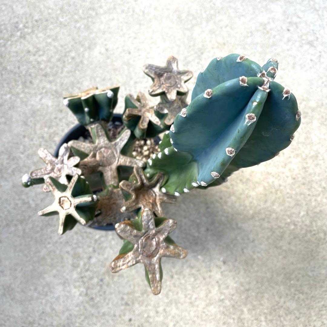 【鉢植え・送料込】柱サボテン ヌーダム (トゲ無し) ブランチ 沖縄育ち