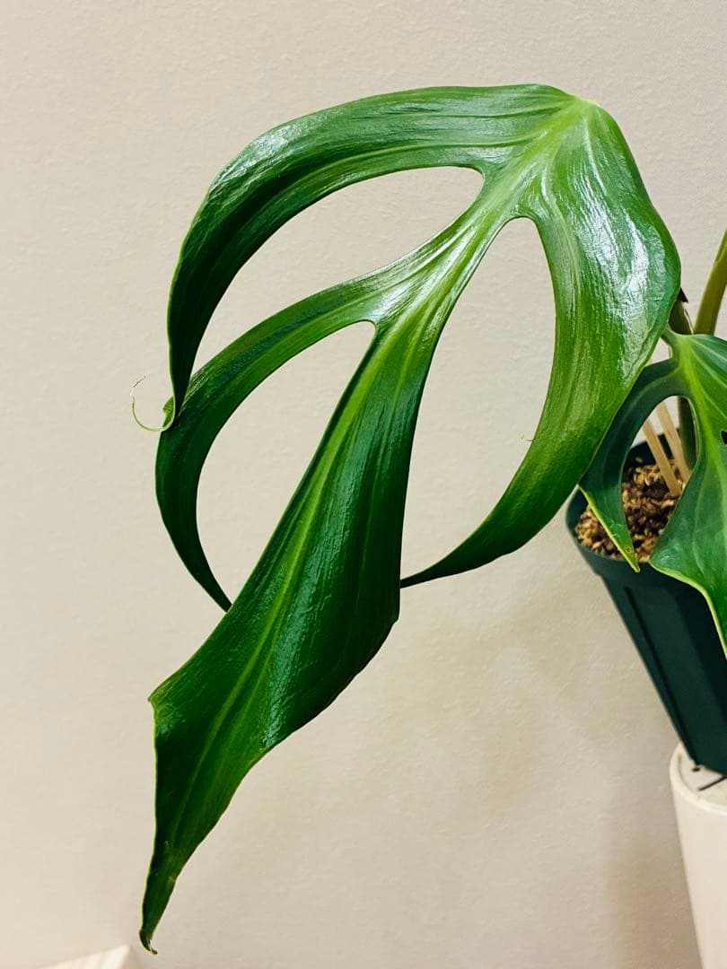 モンステラ　バールマルクスフレーム