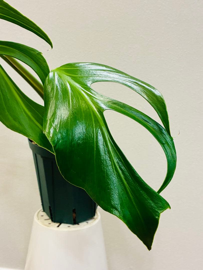 モンステラ　バールマルクスフレーム