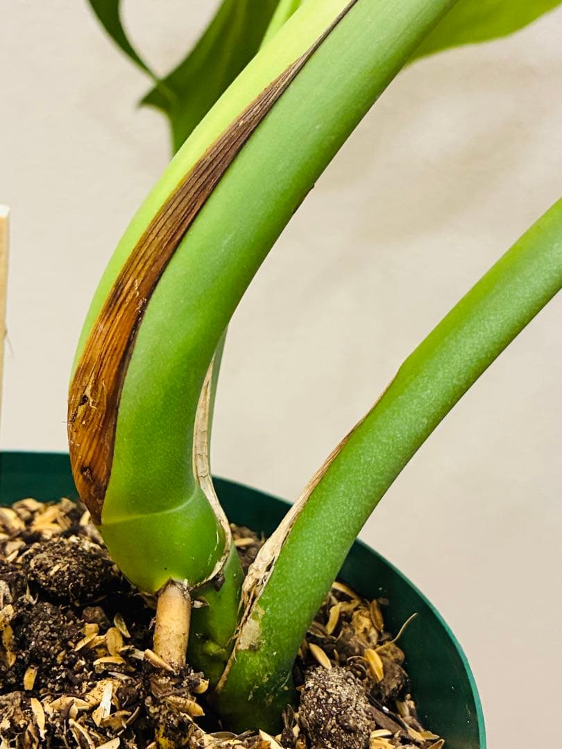 モンステラ　バールマルクスフレーム