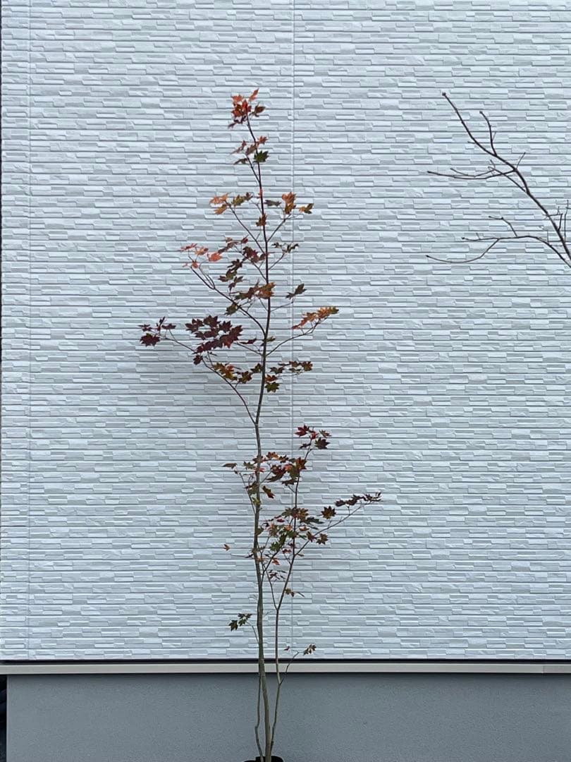 山採り天然　コハウチワカエデ　3本株立ち