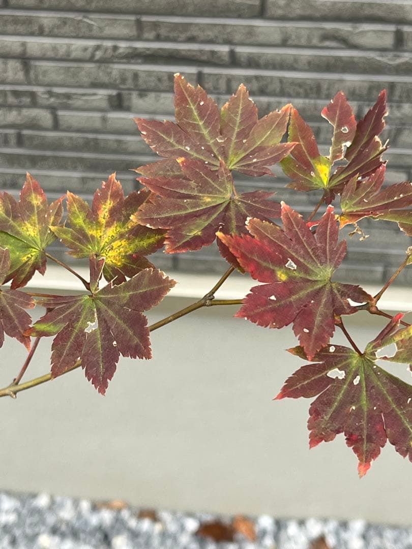 山採り天然　コハウチワカエデ　3本株立ち