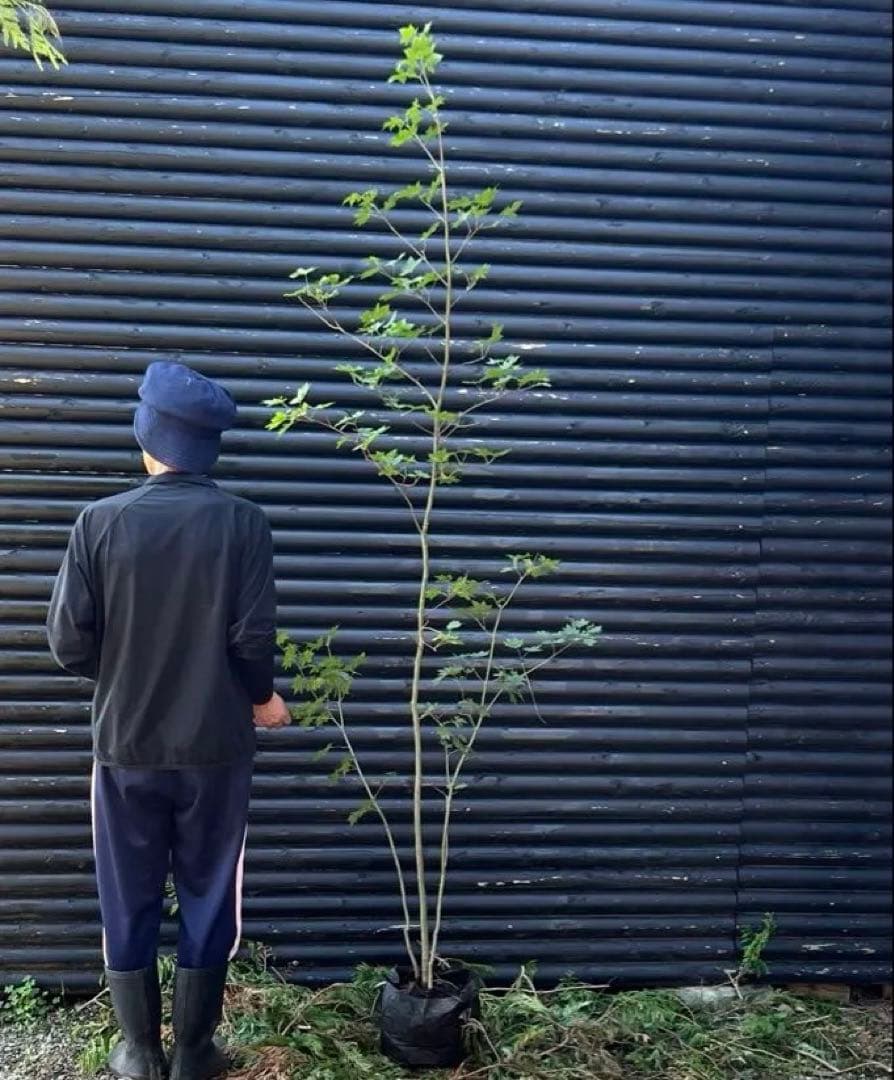 山採り天然　コハウチワカエデ　3本株立ち