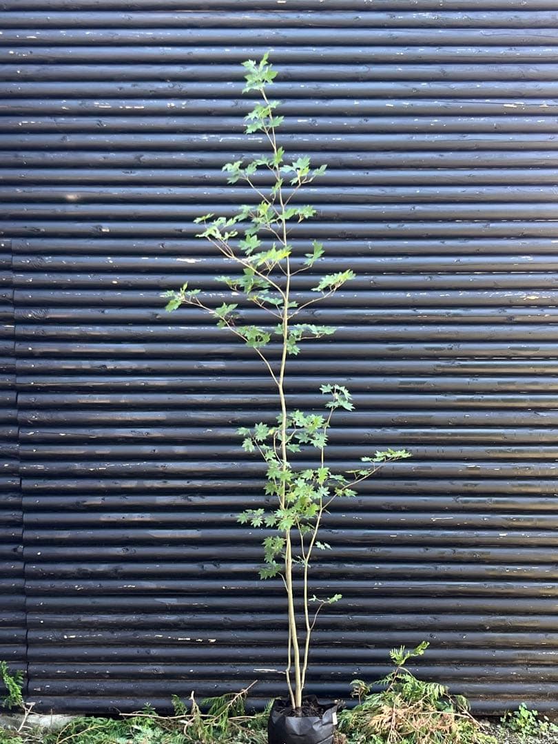 山採り天然　コハウチワカエデ　3本株立ち