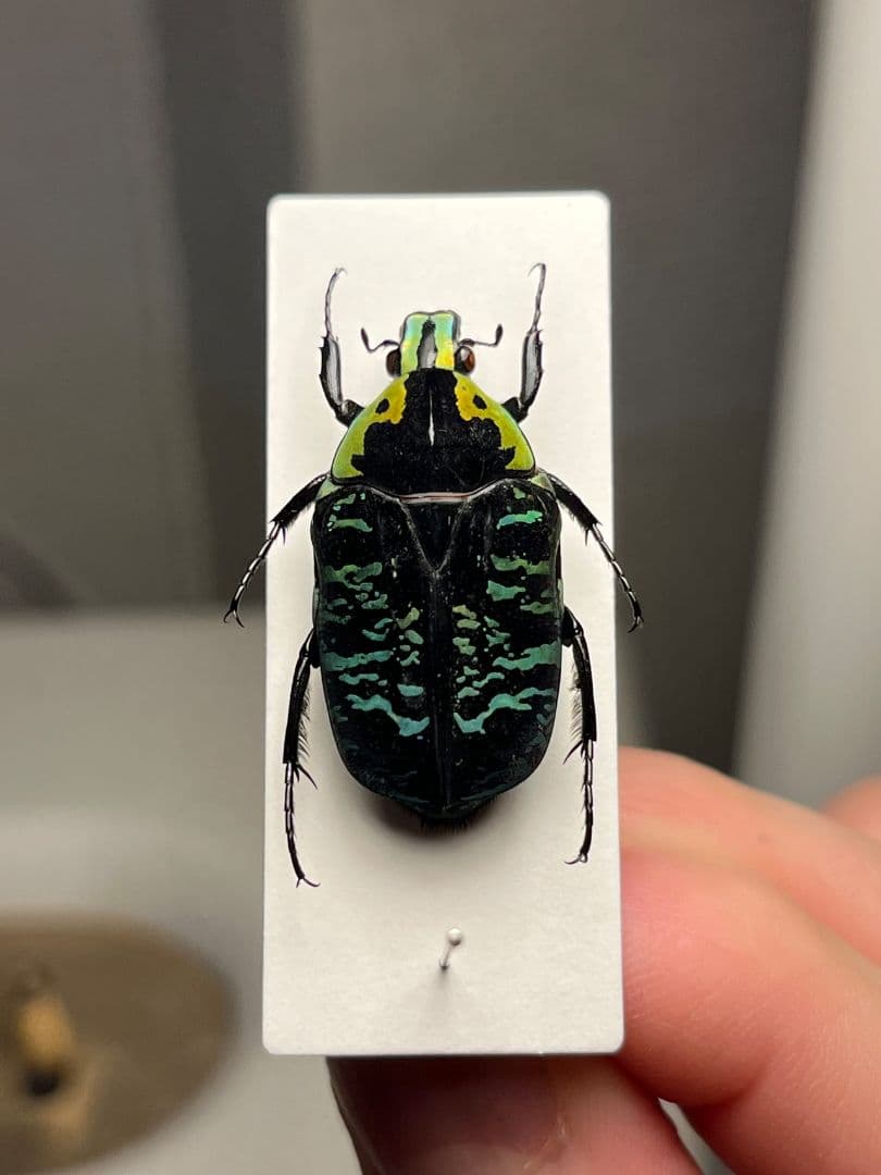 【28mm】サザナミマラガシーハナムグリ 標本 タマムシ プラチナコガネ ウグイ