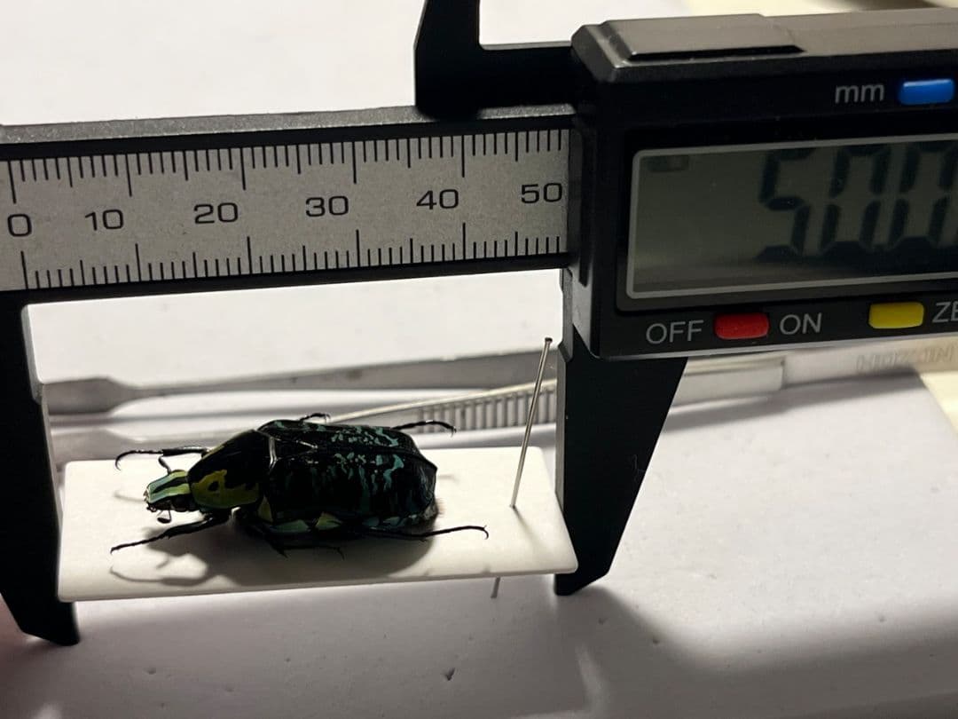 【28mm】サザナミマラガシーハナムグリ 標本 タマムシ プラチナコガネ ウグイ