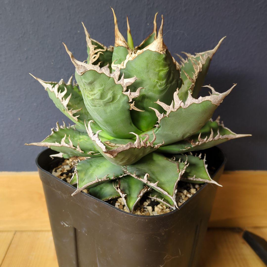 アガベ 海王　大株1/1撮影