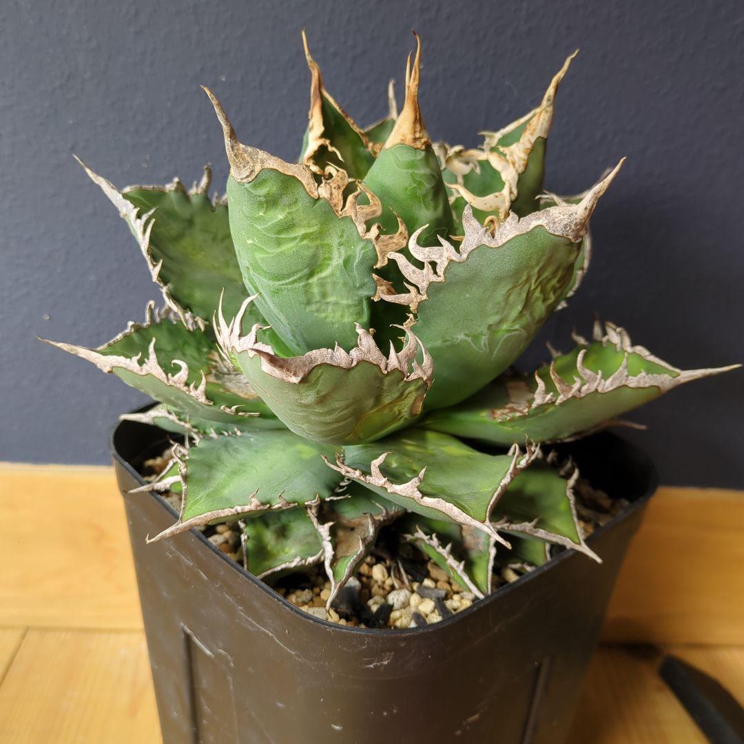 アガベ 海王　大株1/1撮影