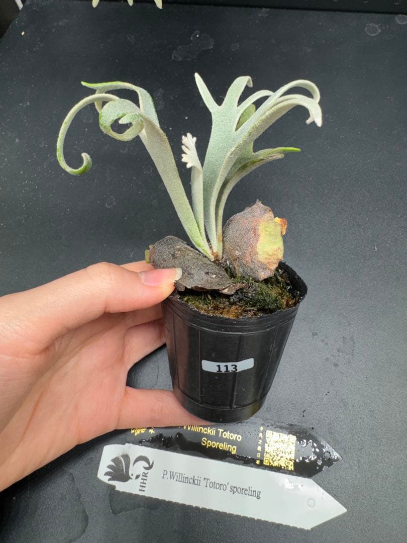 【平凡之鹿】YMDS Totoro HHRナーセリータグ付け #113