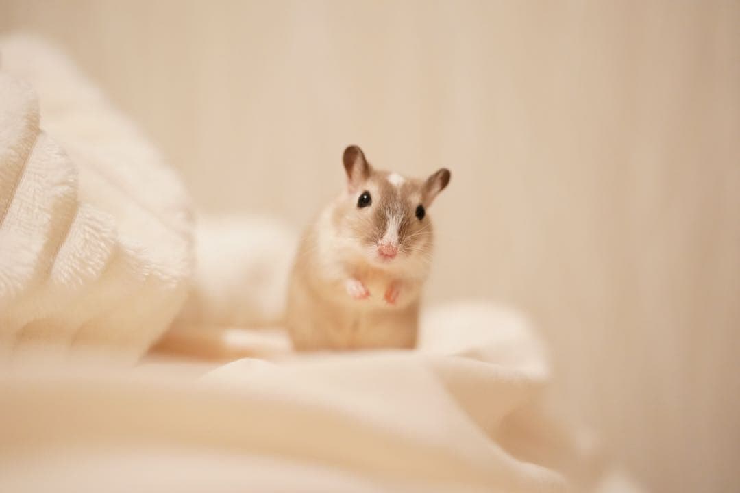 総額47万円相当のCanon EOS 6D Mark Ⅱ セット販売