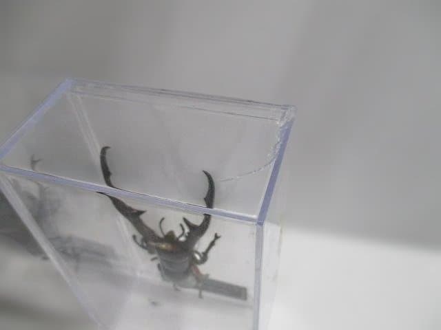 【中古品】昆虫標本　カブトムシ・クワガタ　まとめ売り