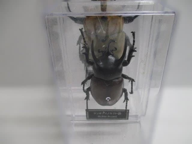 【中古品】昆虫標本　カブトムシ・クワガタ　まとめ売り