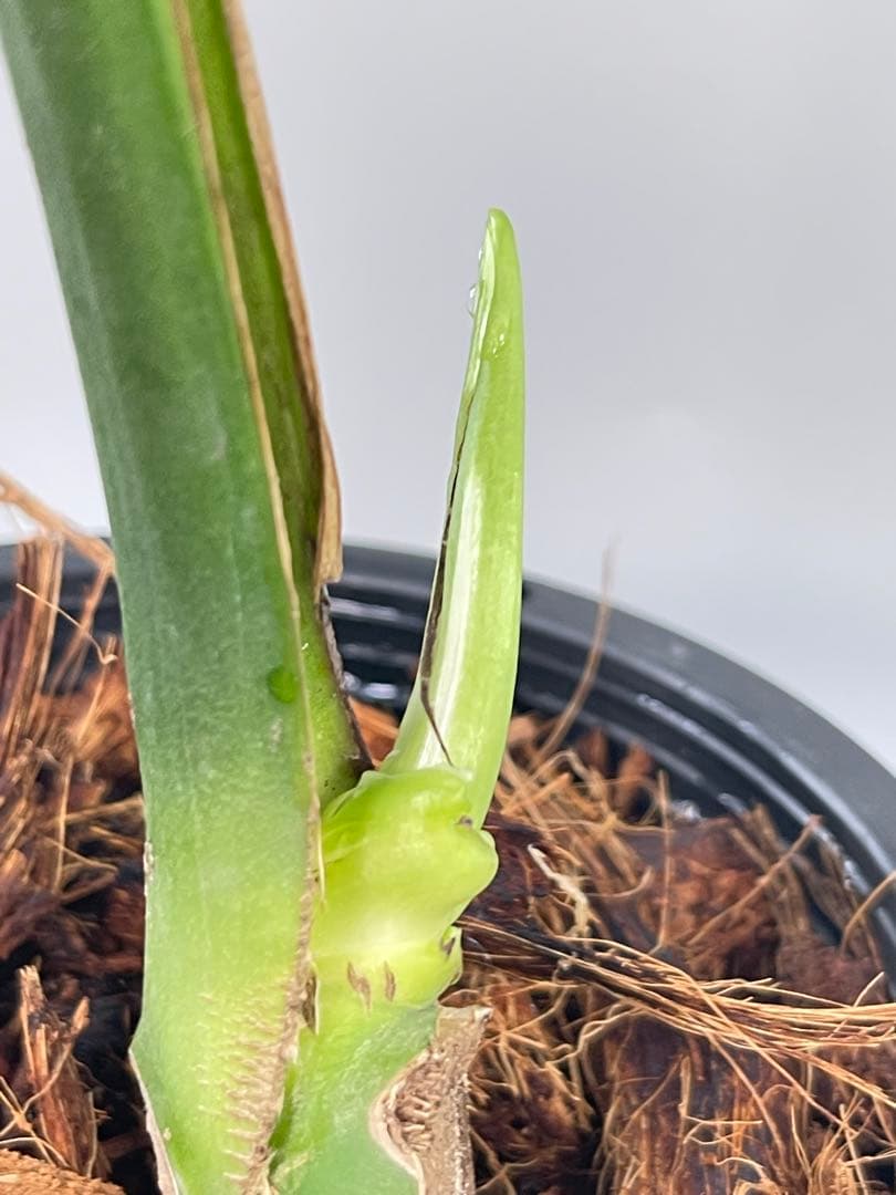 Monstera Unniiae モンステラ　デリシオーサ ウンニアエ