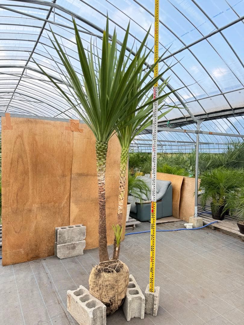 ドラセナ・ニオイシュロラン 2本立 根巻き済み 高さ約2.5m シンボルツリー