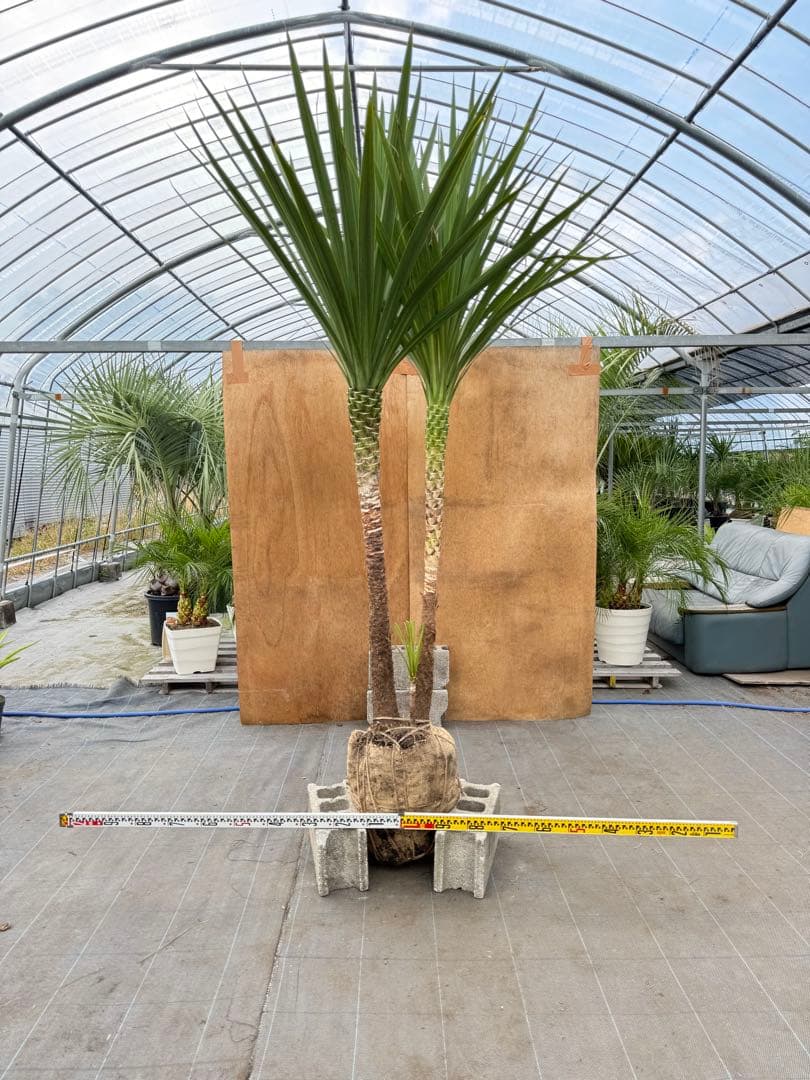 ドラセナ・ニオイシュロラン 2本立 根巻き済み 高さ約2.5m シンボルツリー