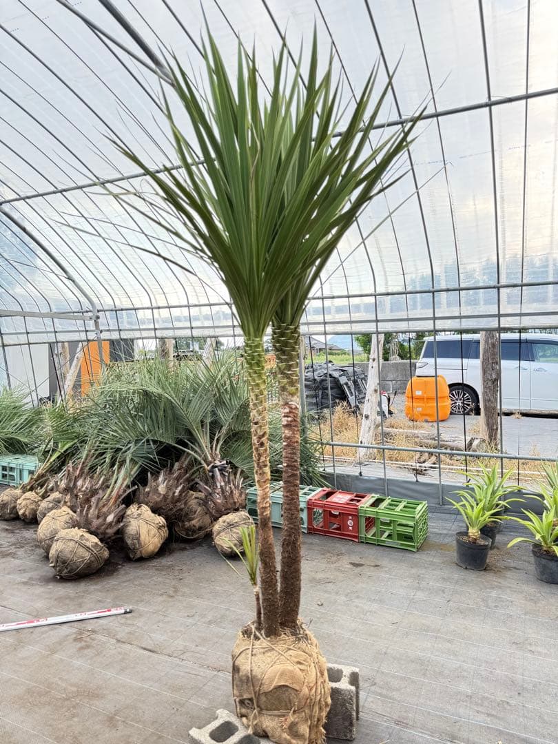 ドラセナ・ニオイシュロラン 2本立 根巻き済み 高さ約2.5m シンボルツリー