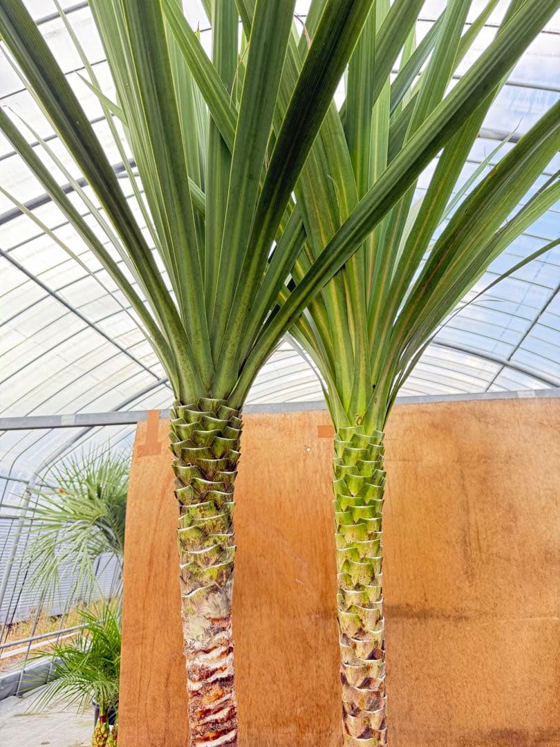 ドラセナ・ニオイシュロラン 2本立 根巻き済み 高さ約2.5m シンボルツリー