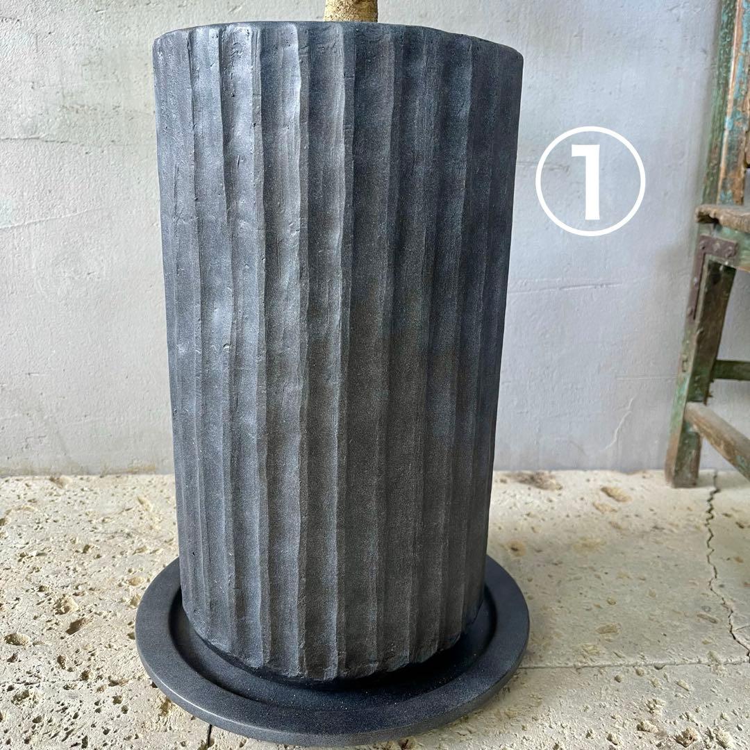 ハリー　大型　フランスゴムの木　螺旋仕立て　陶器鉢　植え込み発送