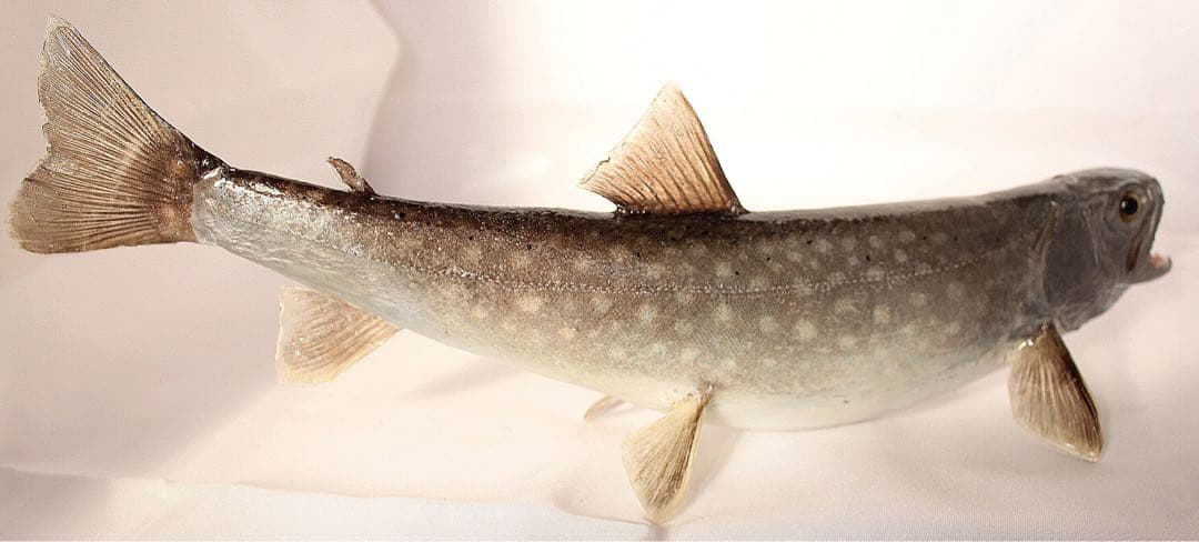 渓流魚剥製　岩魚の流木台座付