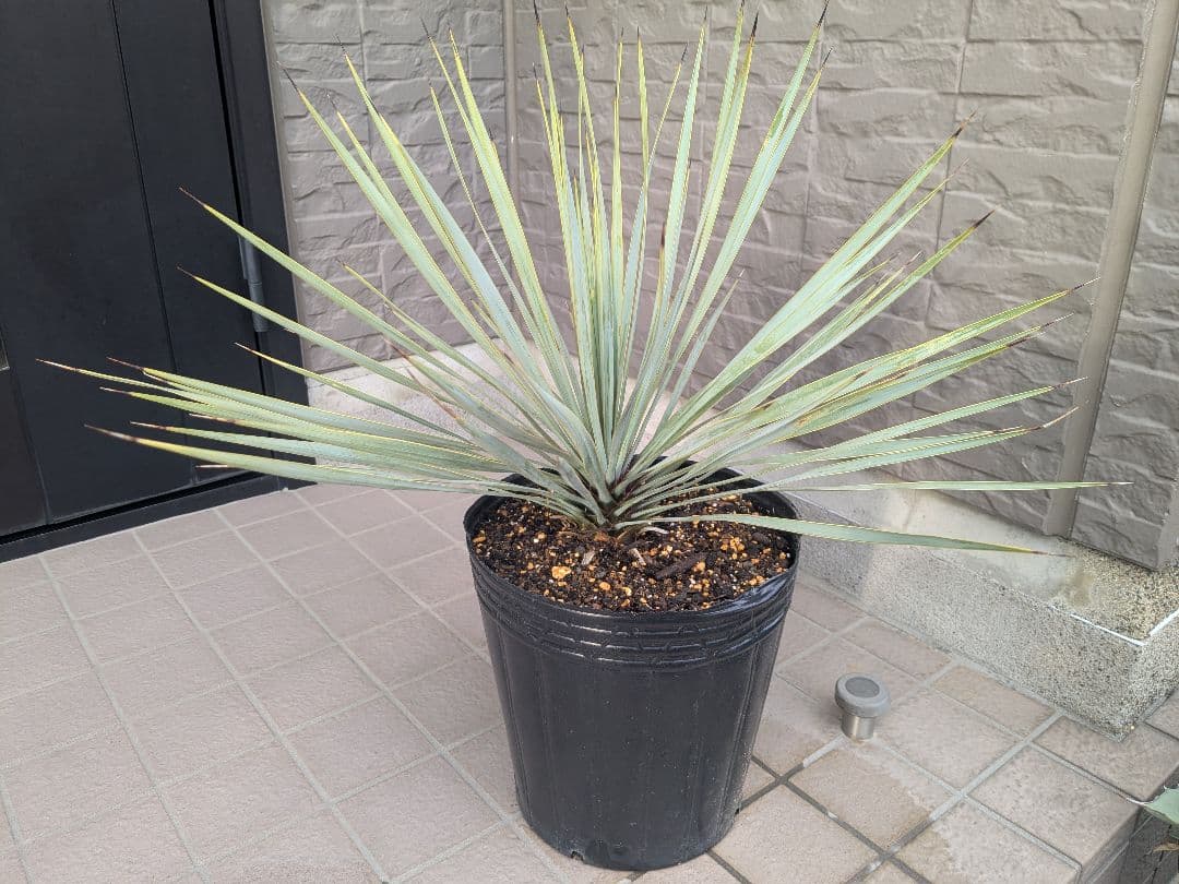 ユッカロストラータ 2023.5播種 国内実生2株セットNo.25