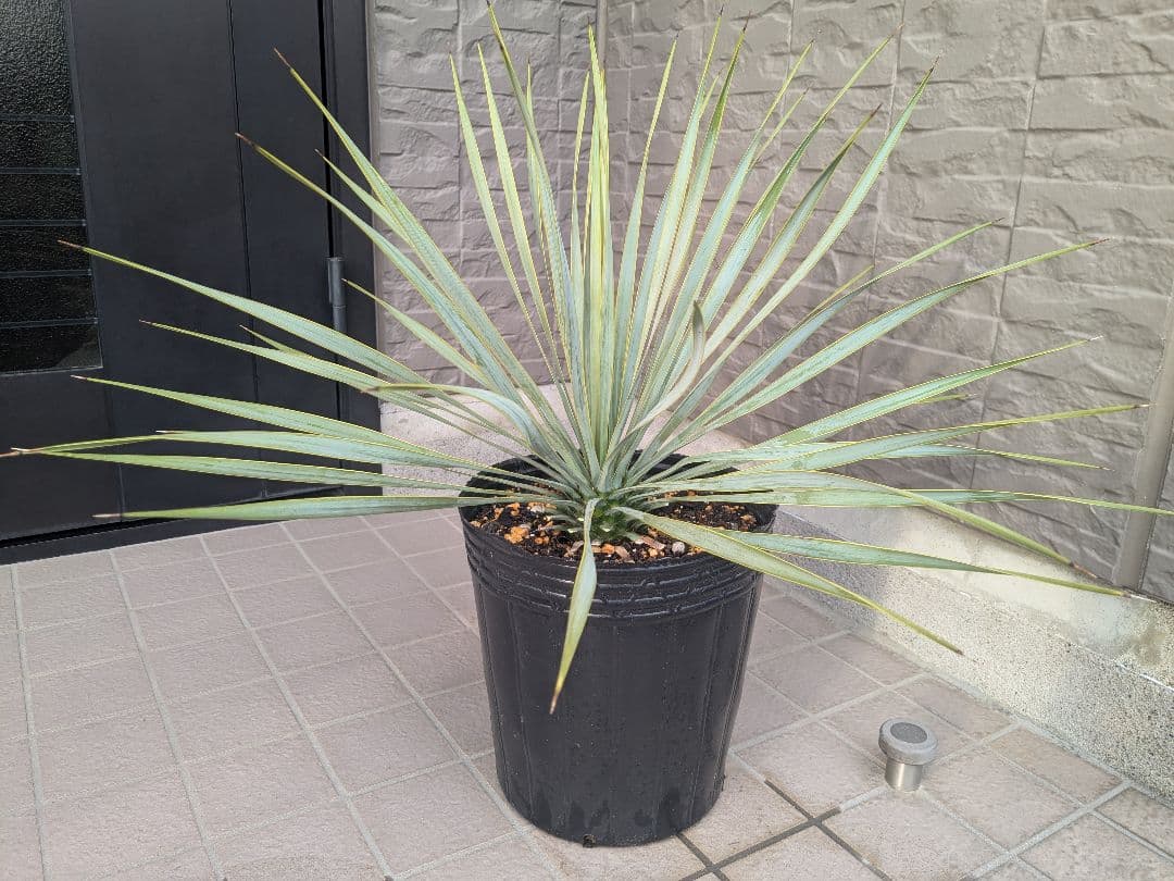 ユッカロストラータ 2023.5播種 国内実生2株セットNo.25