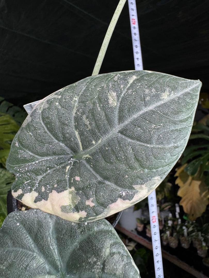 1アロカシア　マハラニ　アルボ　美株　送料込み