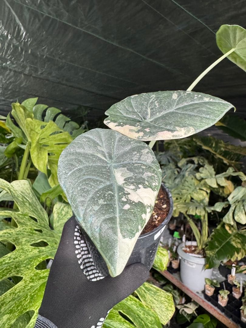 1アロカシア　マハラニ　アルボ　美株　送料込み