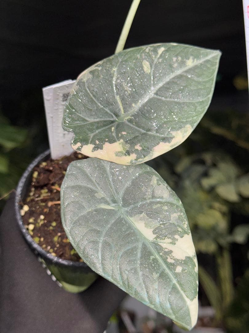 1アロカシア　マハラニ　アルボ　美株　送料込み