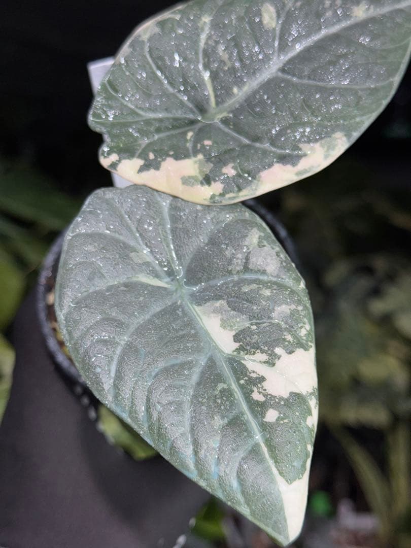 1アロカシア　マハラニ　アルボ　美株　送料込み