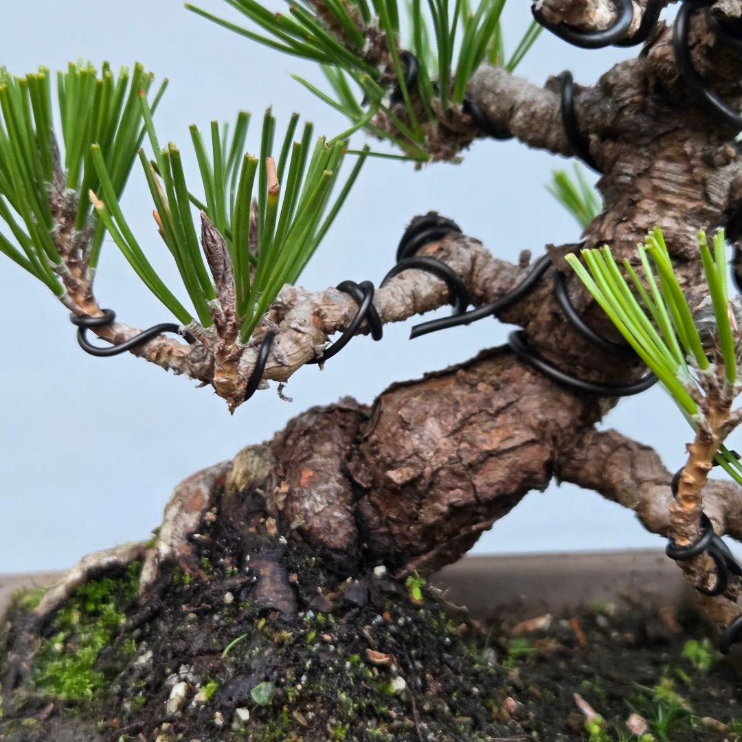 黒松　[模様木]　小品盆栽素材