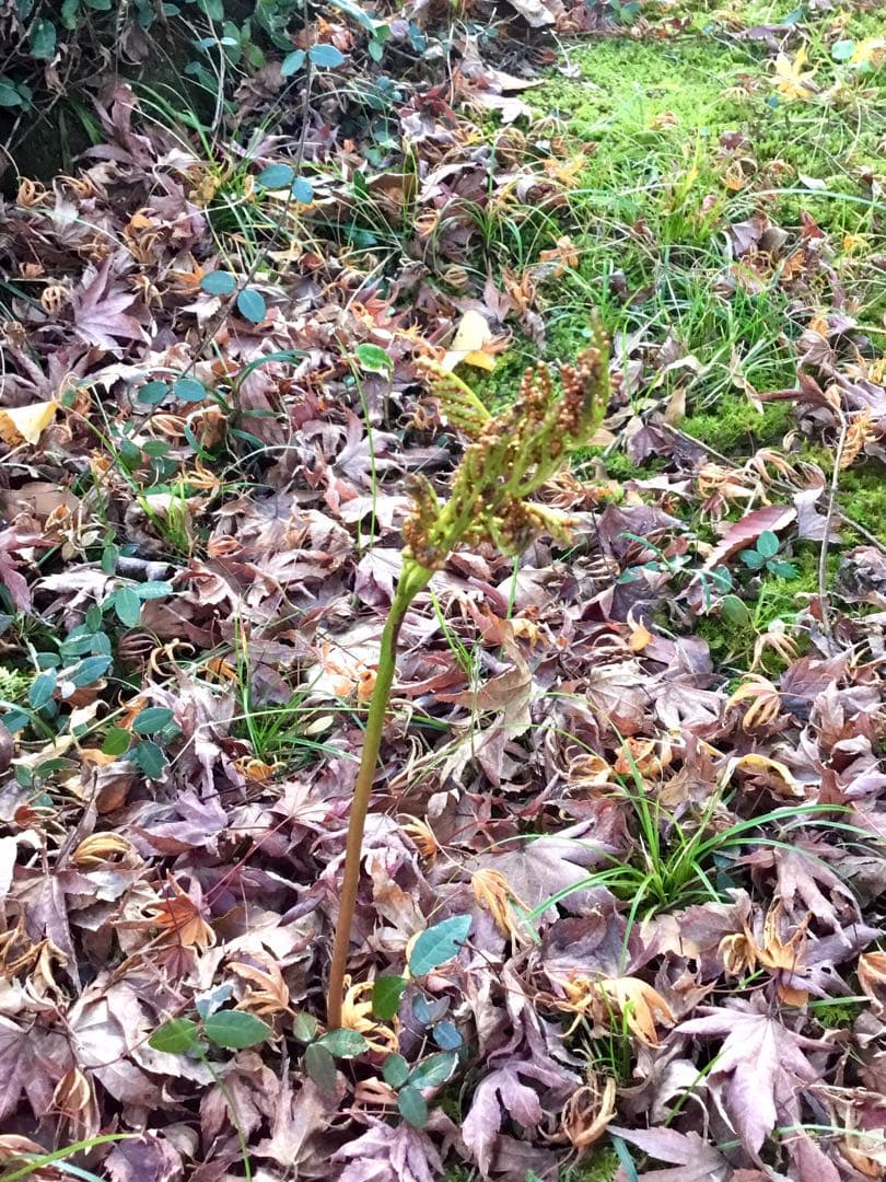 【希少種】里山自生/野生【寒蕨/カンワラビ/冬の華蕨/ハナワラビ】土付きで2株