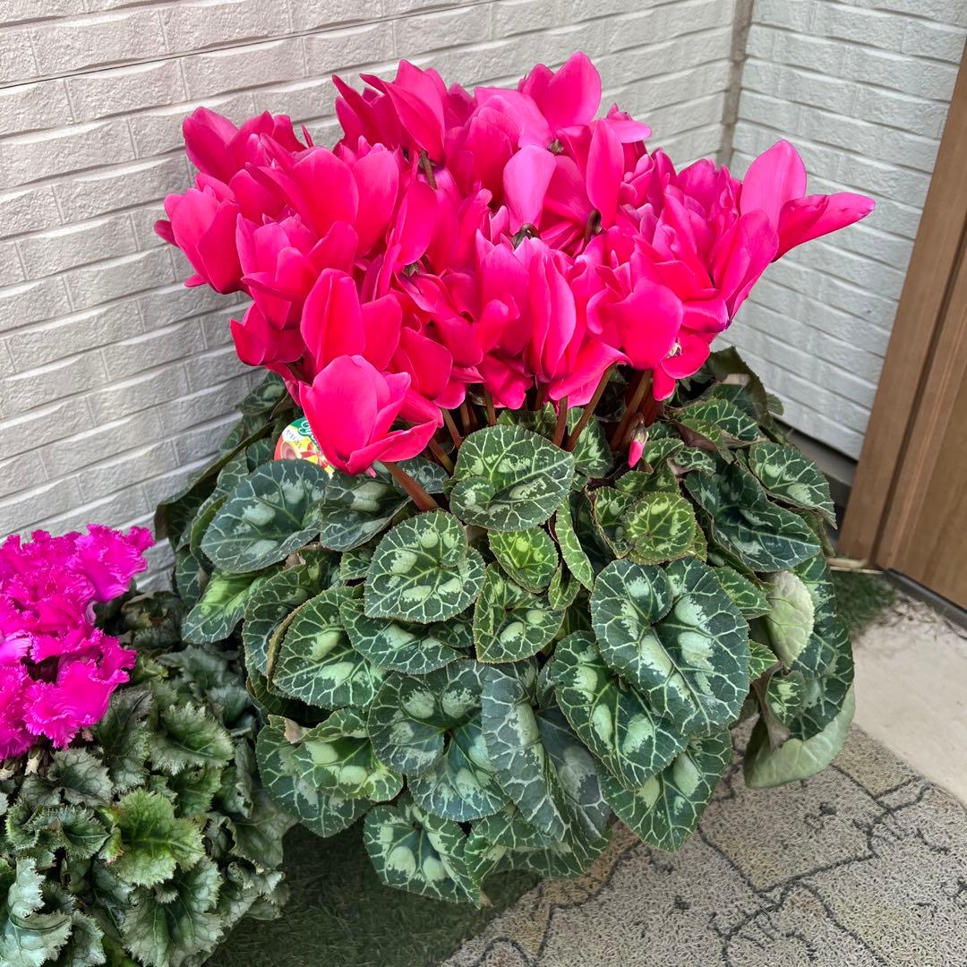 特大　シクラメン　８号　ピンク　ボリューム満点です^ ^