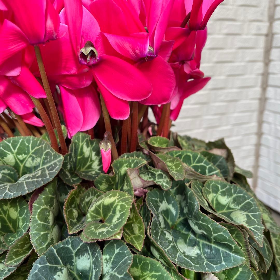 特大　シクラメン　８号　ピンク　ボリューム満点です^ ^