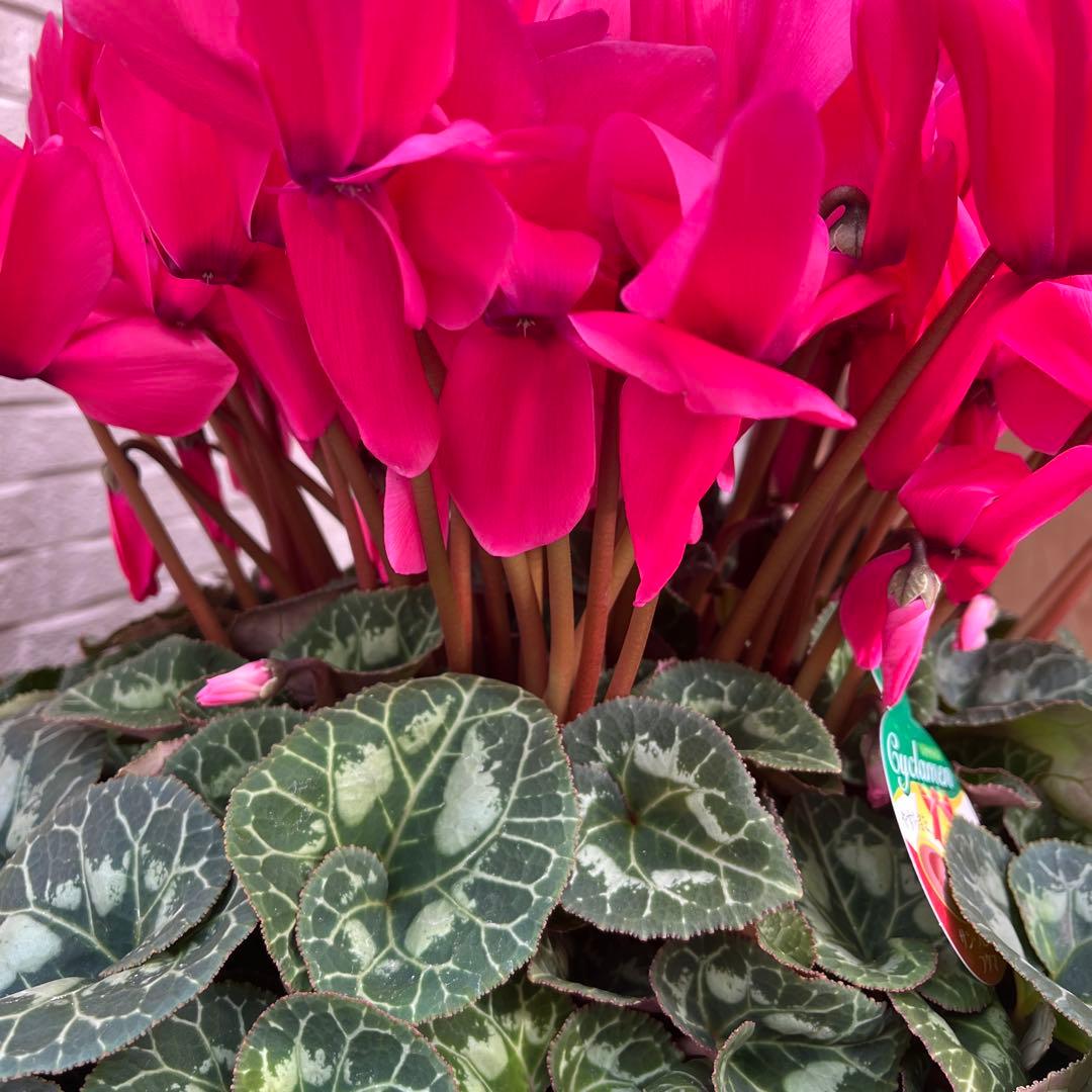 特大　シクラメン　８号　ピンク　ボリューム満点です^ ^