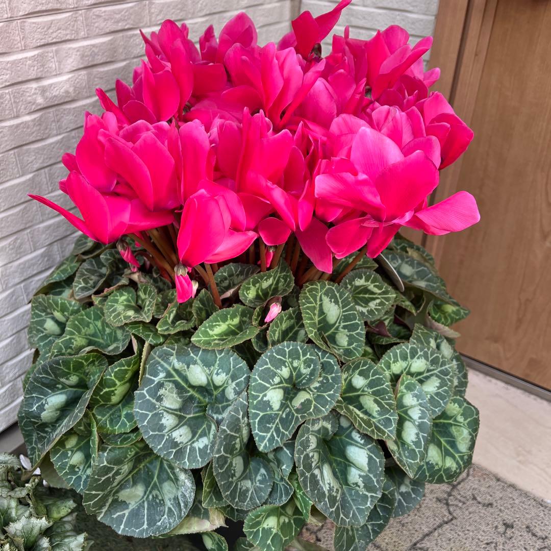 特大　シクラメン　８号　ピンク　ボリューム満点です^ ^