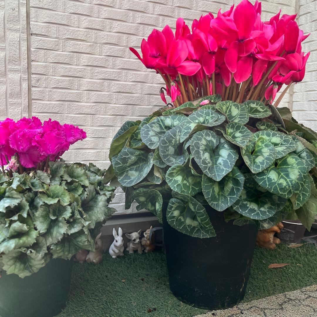 特大　シクラメン　８号　ピンク　ボリューム満点です^ ^