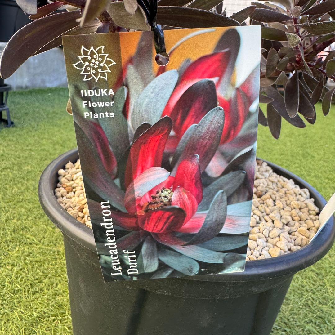 リューカデンドロン デュリフ Leucadendron Durif 8号　大株