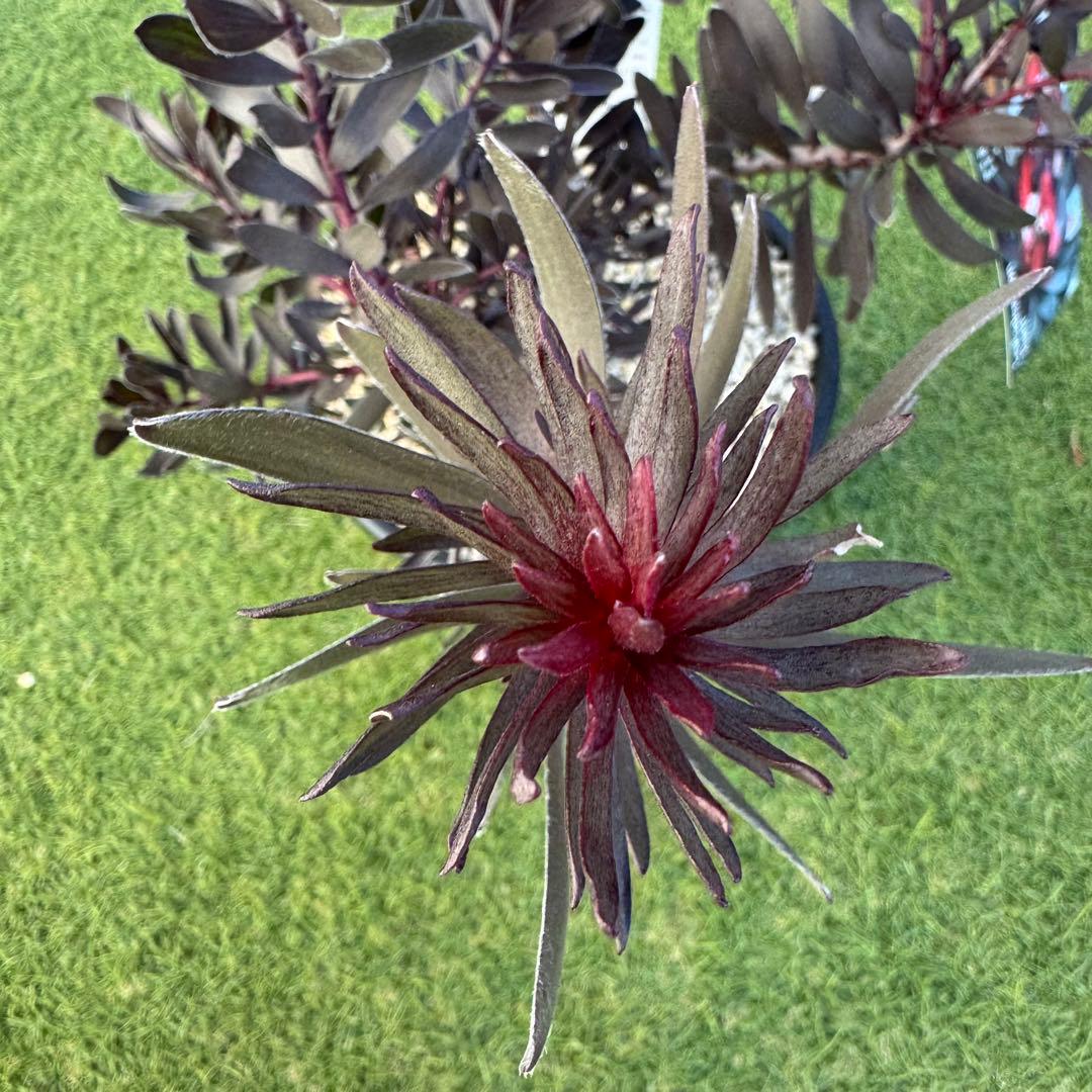 リューカデンドロン デュリフ Leucadendron Durif 8号　大株