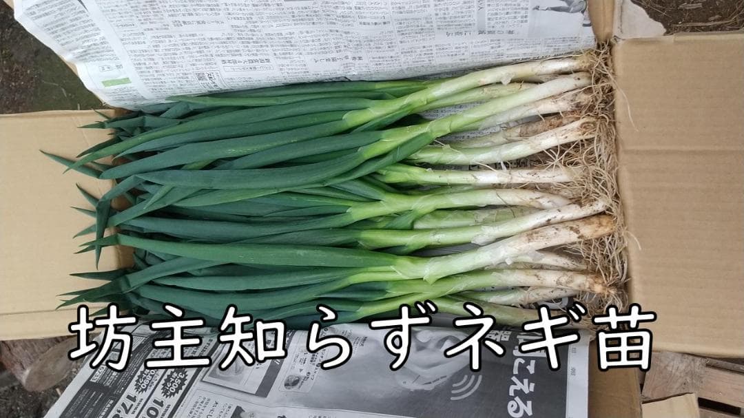 ぼうずしらずねぎ苗　80本（畑での生育が良い様に、根と葉を沢山残して発送します）