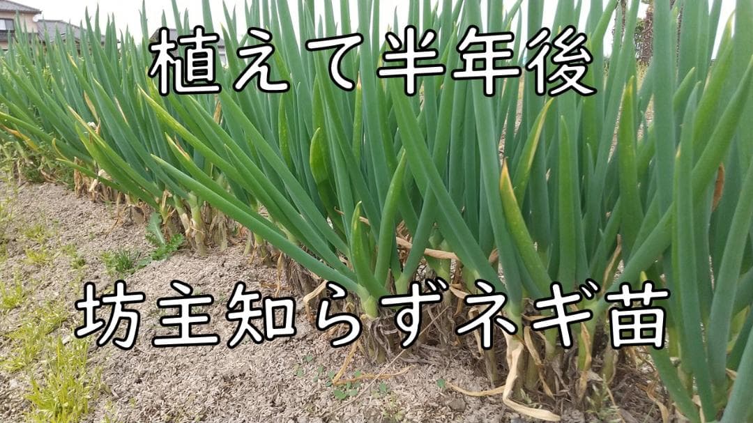 ぼうずしらずねぎ苗　80本（畑での生育が良い様に、根と葉を沢山残して発送します）