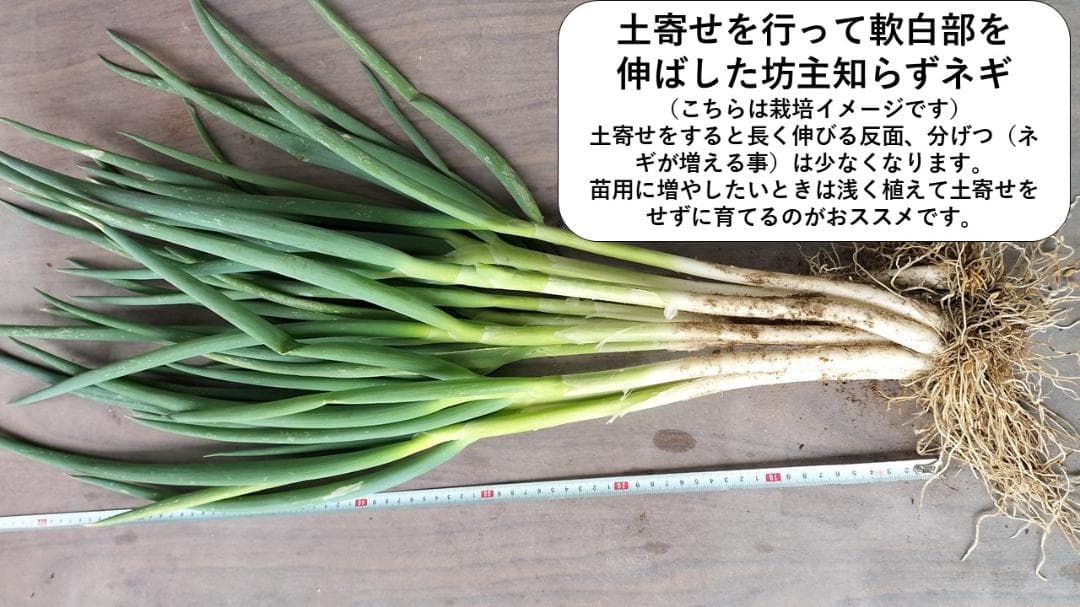 ぼうずしらずねぎ苗　80本（畑での生育が良い様に、根と葉を沢山残して発送します）