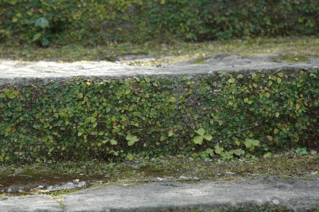 Canon EOS Kiss N⚡️初心者レンズセット⚡️キャノン⚡️一眼レフ