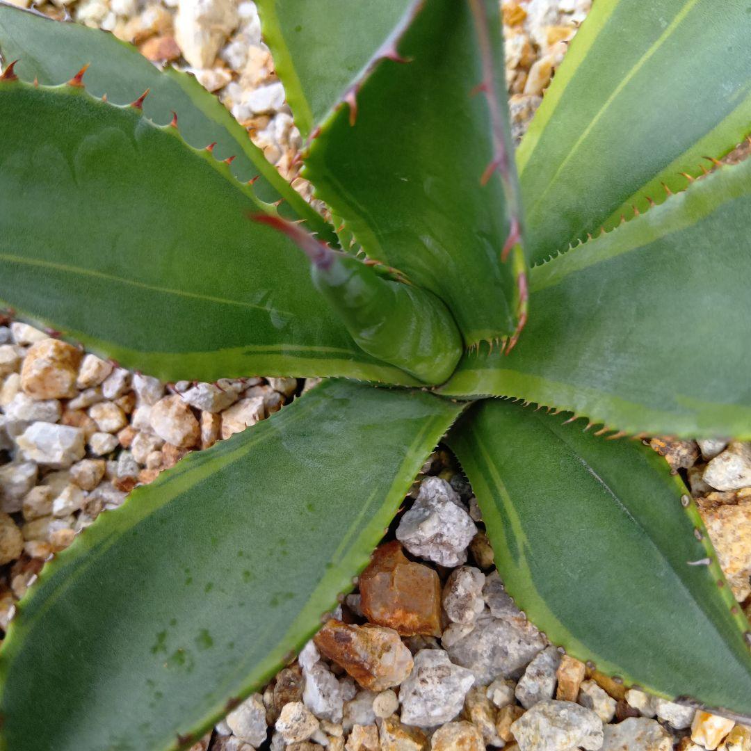 アガベ　シャウィー　short straw　斑入り